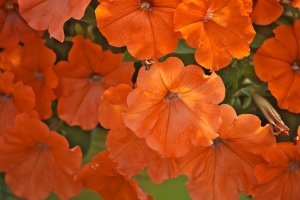 African Sunset F1 Petunia Photo courtesy All America Selections 