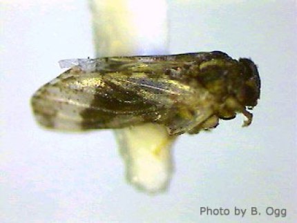 Hackberry psyllid and the galls they cause.