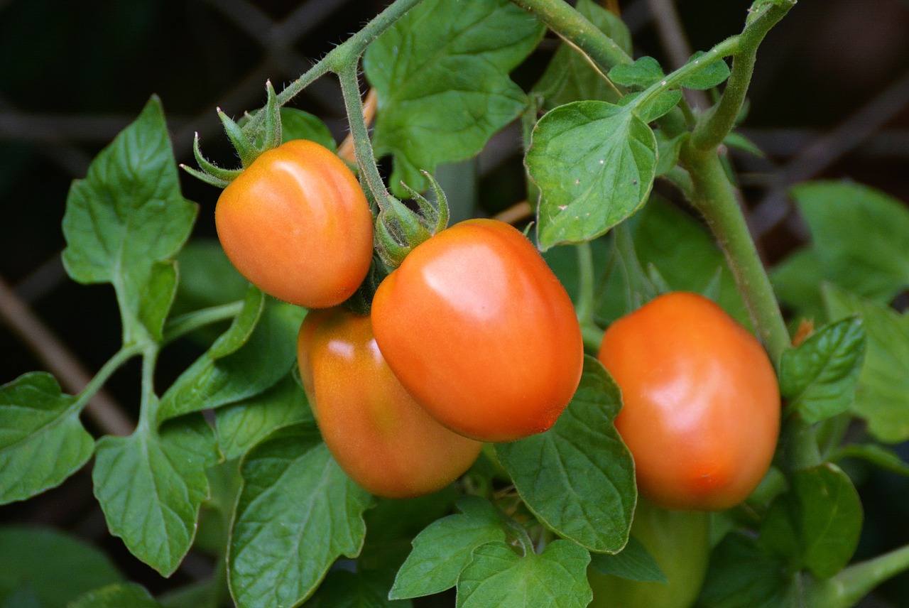 tomatoes-1581204_1280 (1)